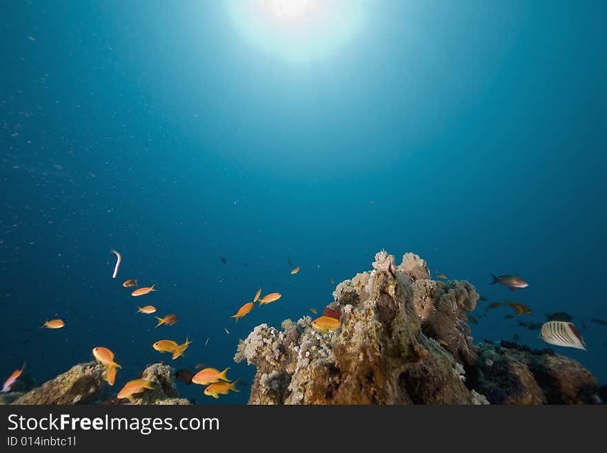 Coral and fish taken in the Red Sea.