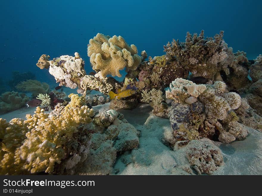 Coral and fish taken in the Red Sea.