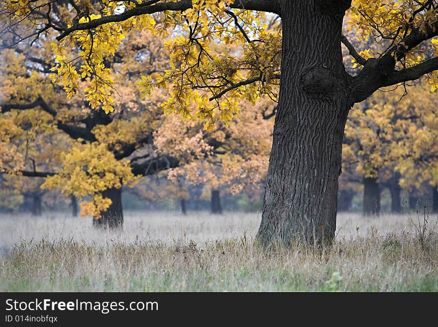 Beautiful autumn landscape with an oak in the foreground