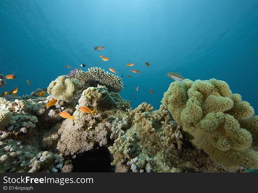 Coral and fish taken in the Red Sea.