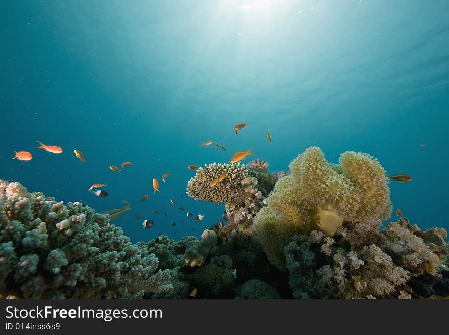 Coral and fish taken in the Red Sea.