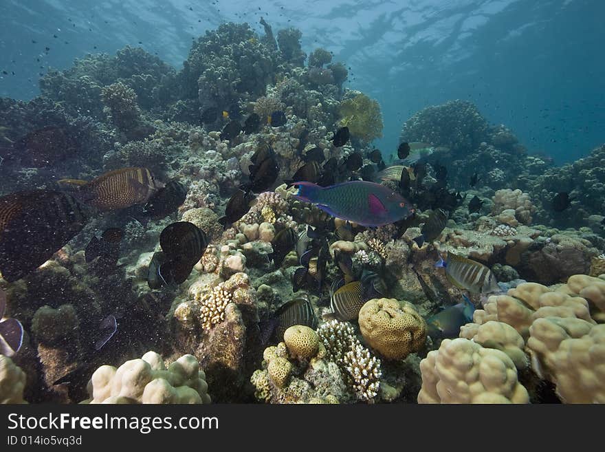 Coral and fish taken in the Red Sea.