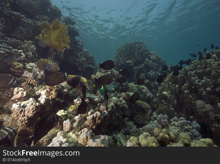 Coral and fish taken in the Red Sea.