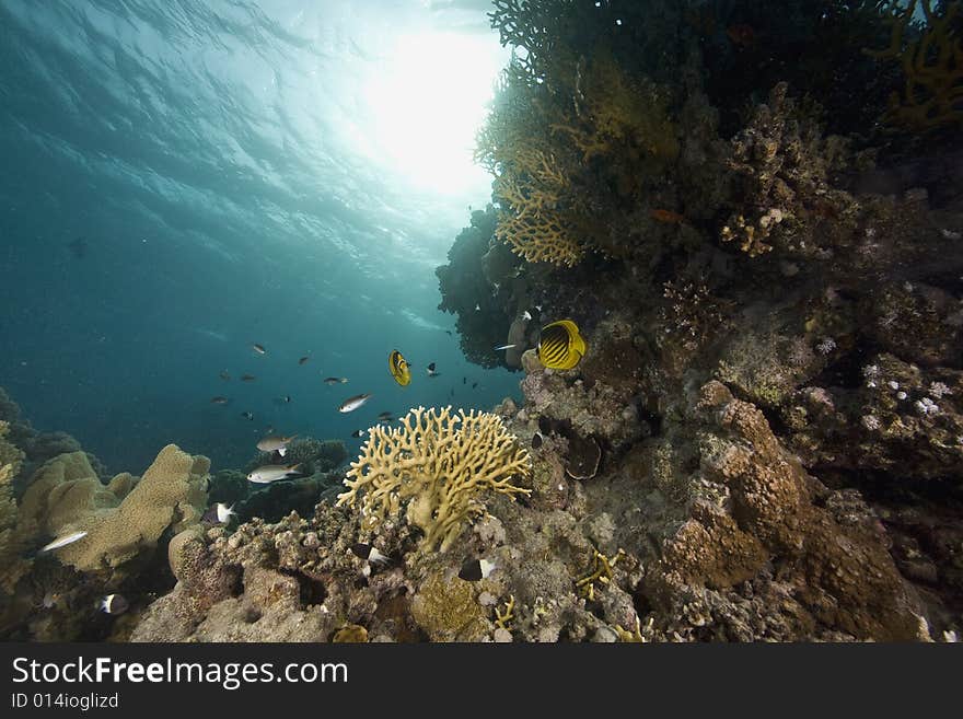 Coral and fish taken in the Red Sea.