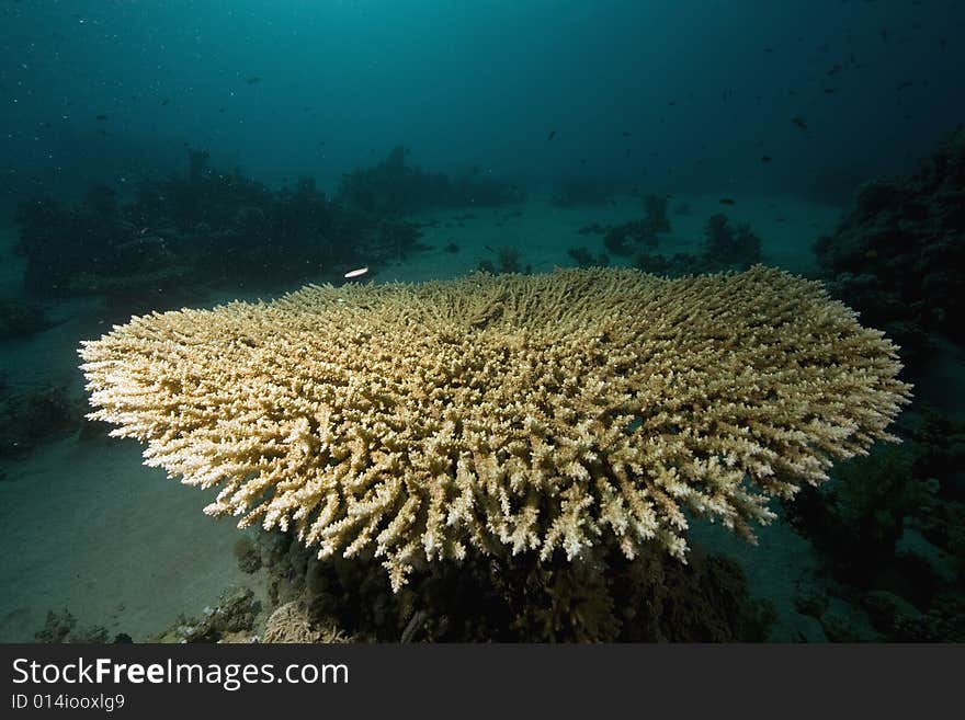 Coral and fish taken in the Red Sea.