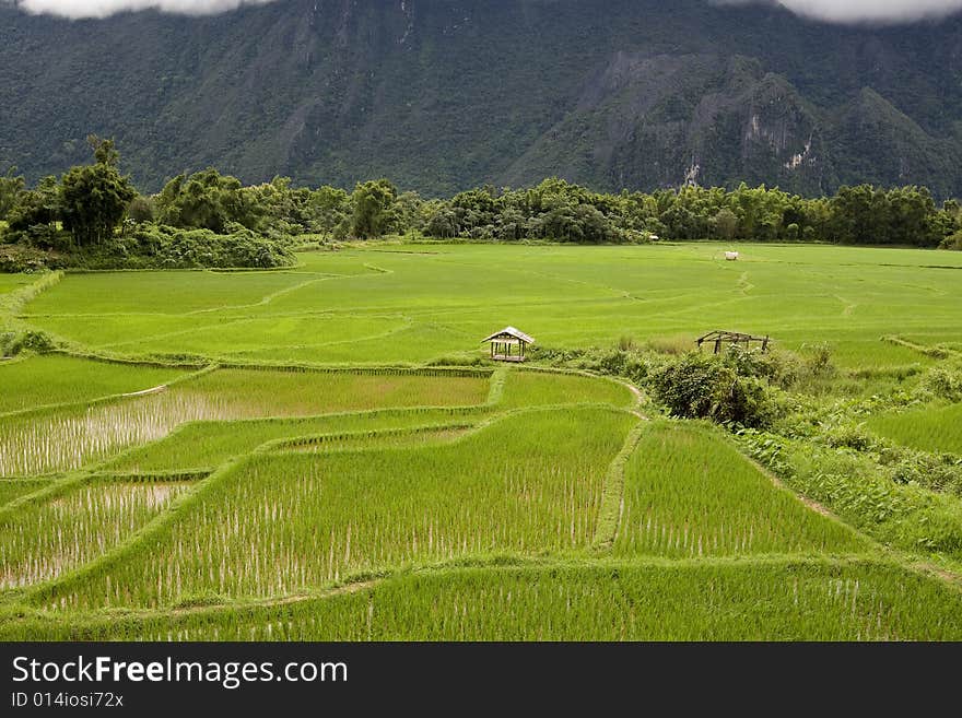 Rice Field In Laos