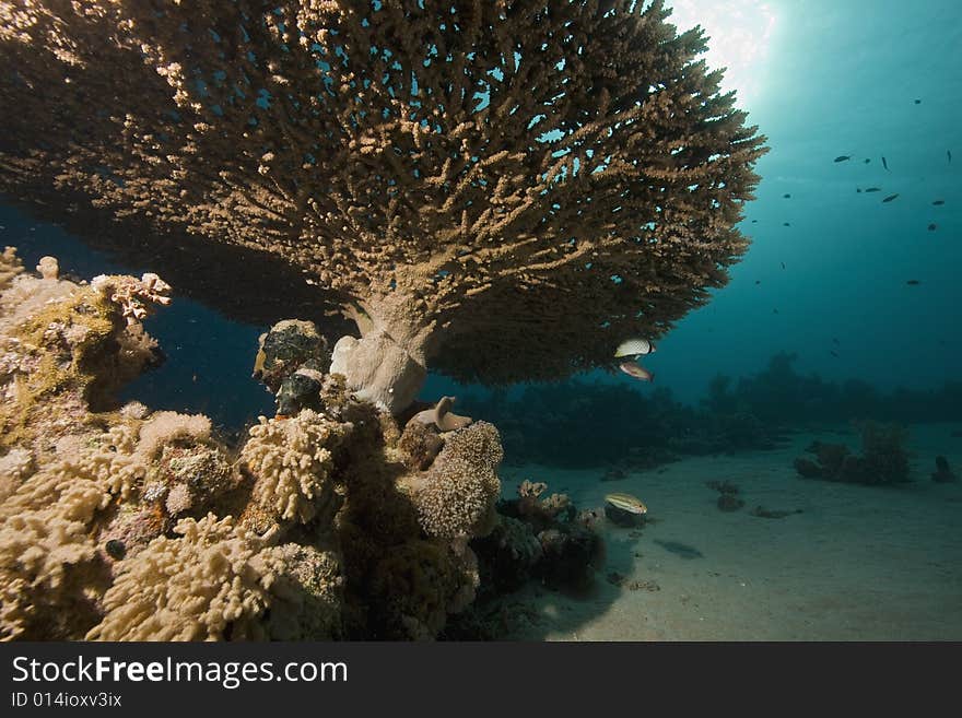 Coral and fish taken in the Red Sea.