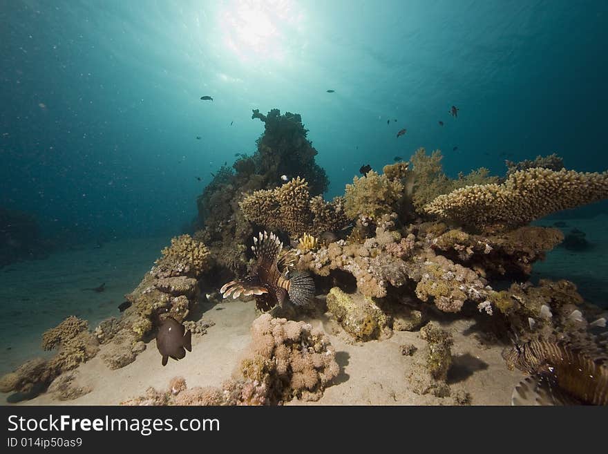 Coral and fish taken in the Red Sea.