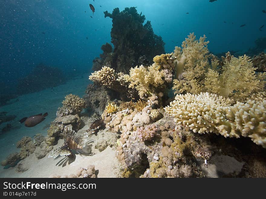 Coral and fish taken in the Red Sea.