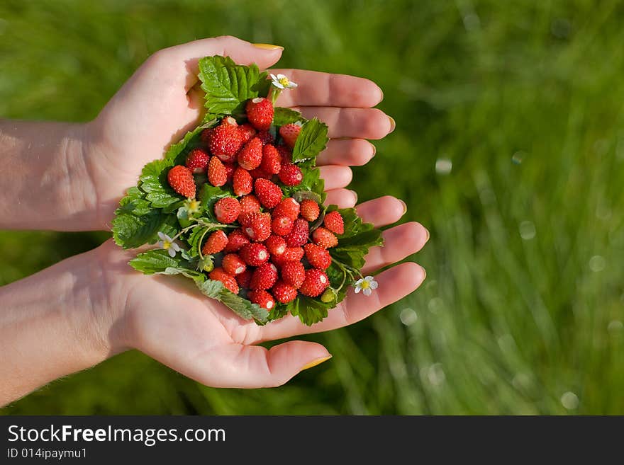 Wild strawberries  in hands on a grass