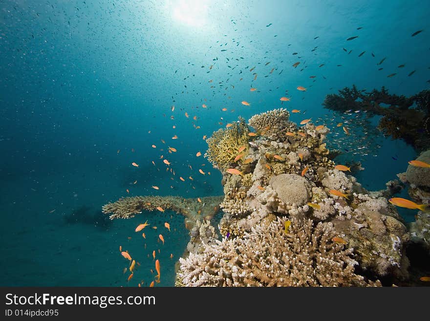 Coral and fish taken in the Red Sea.