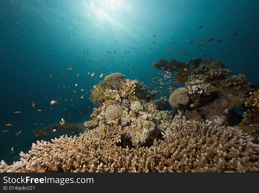 Coral and fish taken in the Red Sea.