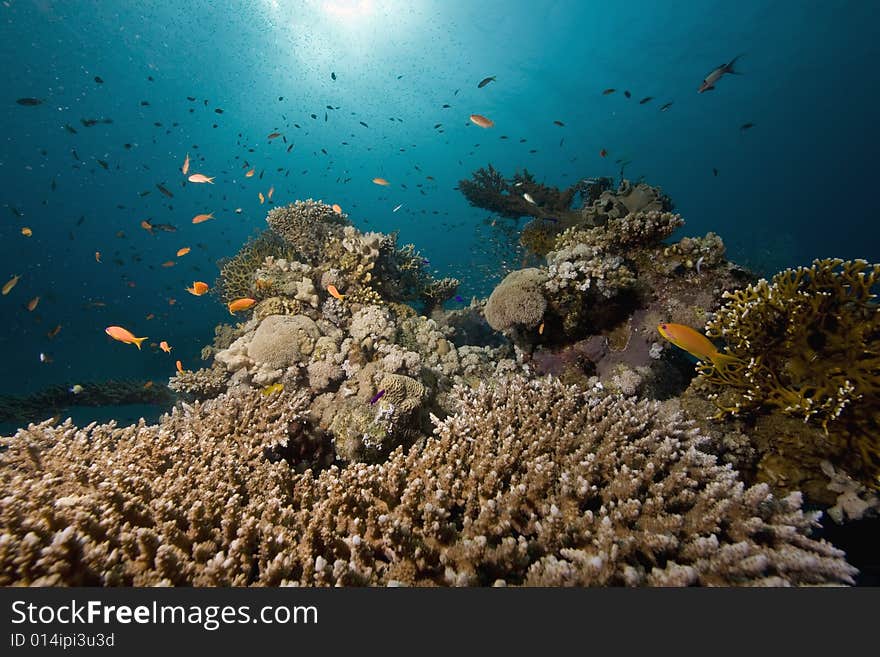 Coral and fish taken in the Red Sea.