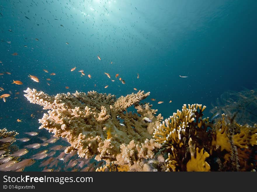 Coral and fish taken in the Red Sea.