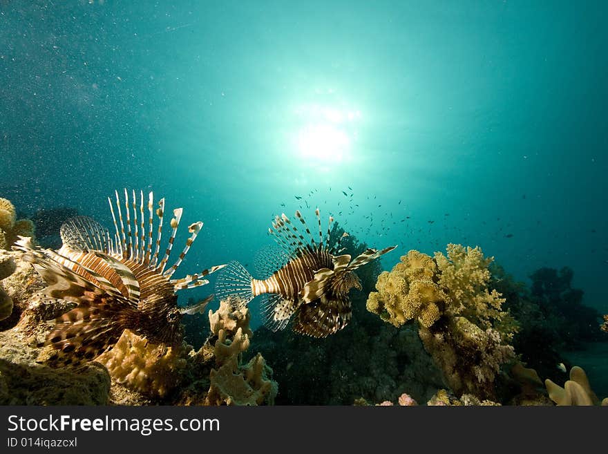 Common lionfish (pterois miles) taken in the Red Sea.