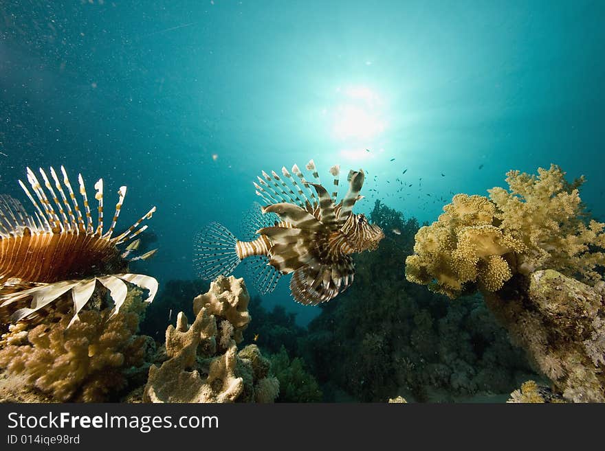 Common lionfish (pterois miles) taken in the Red Sea.