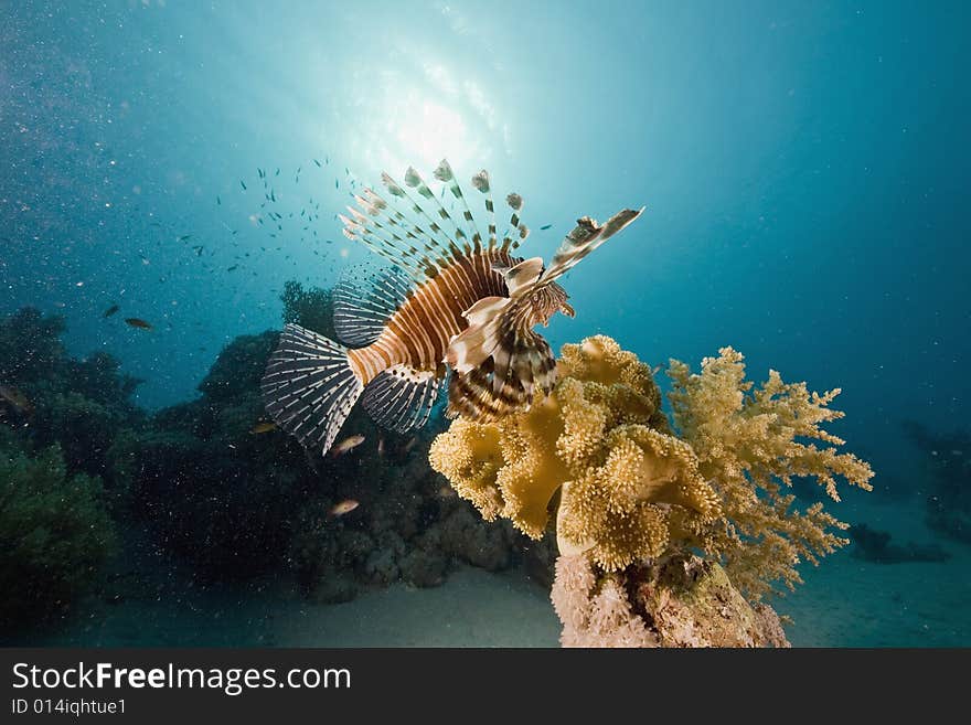 Common lionfish (pterois miles) taken in the Red Sea.