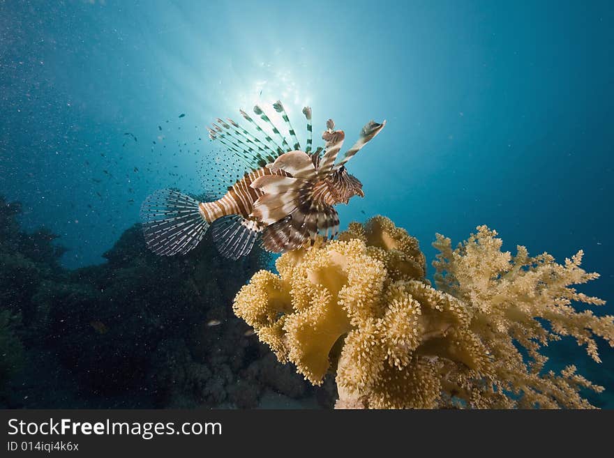 Common lionfish (pterois miles) taken in the Red Sea.