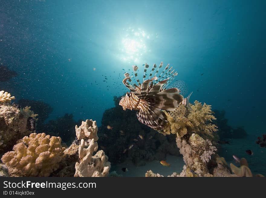 Common lionfish (pterois miles) taken in the Red Sea.