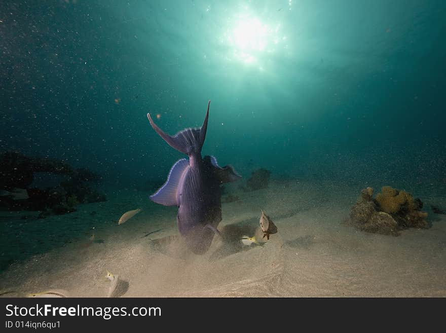 Redtooth triggerfish (melichthys indicus) taken in the Red Sea.