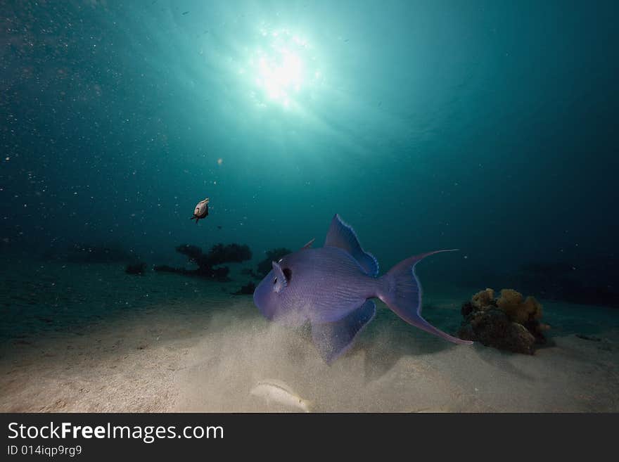 Redtooth triggerfish (melichthys indicus) taken in the Red Sea.