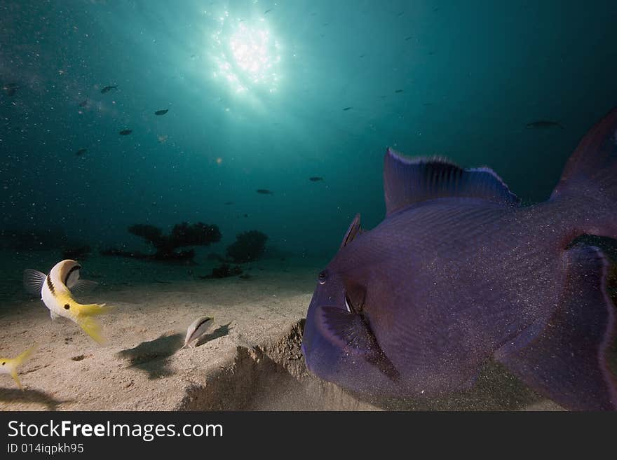 Redtooth triggerfish (melichthys indicus) taken in the Red Sea.