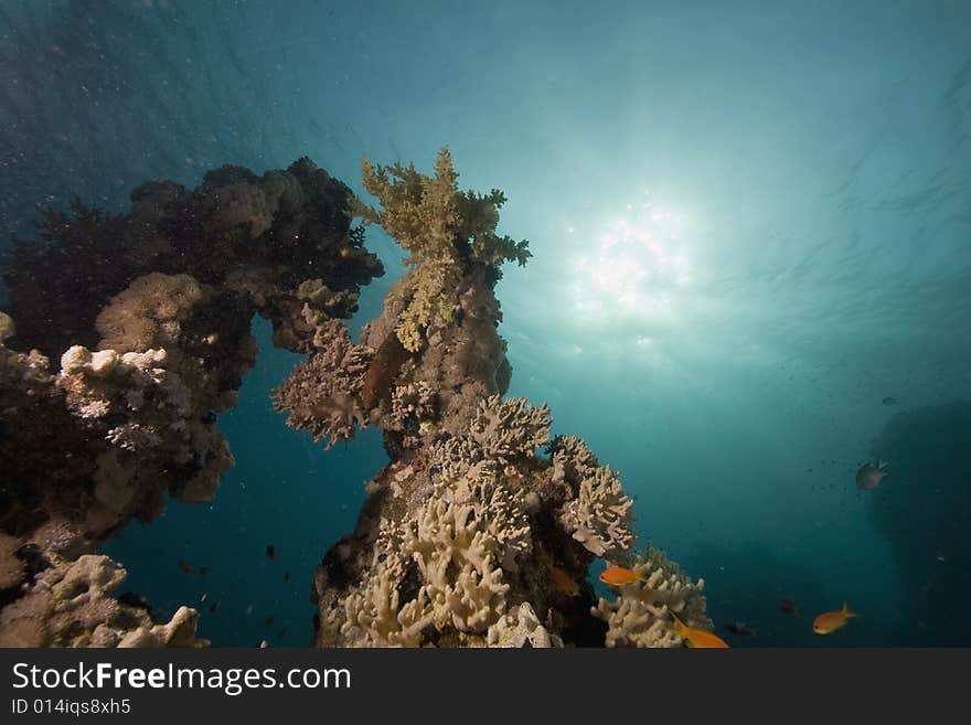 Coral and fish taken in the Red Sea.