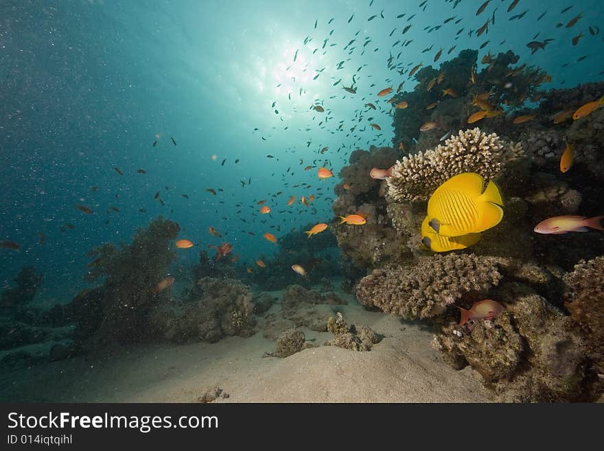 Coral and fish taken in the Red Sea.