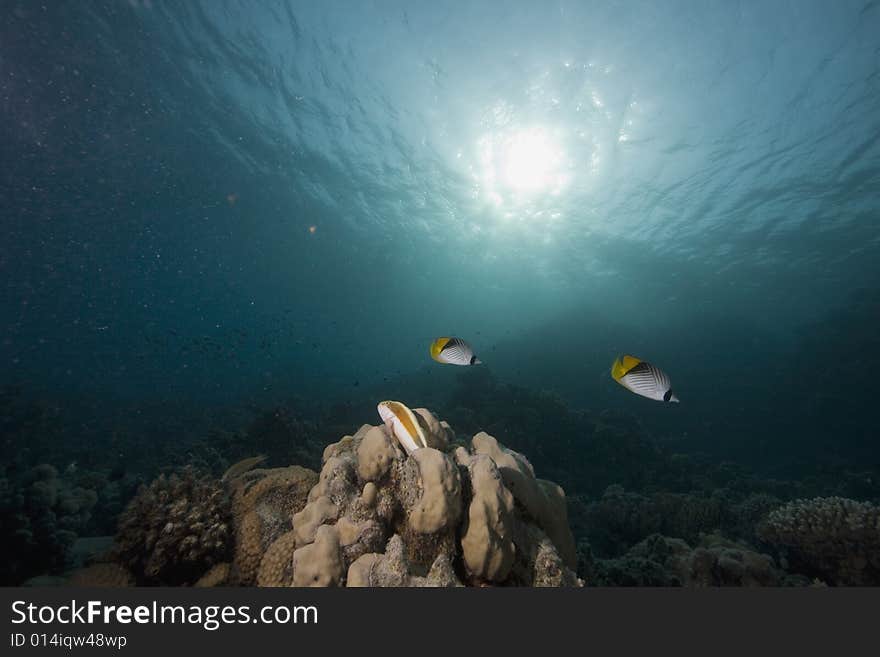 Coral and fish taken in the Red Sea.