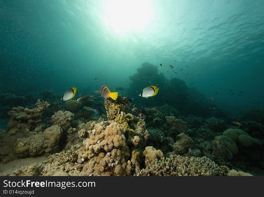 Coral and fish taken in the Red Sea.