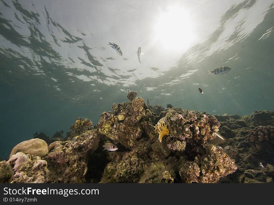 Coral and fish taken in the Red Sea.