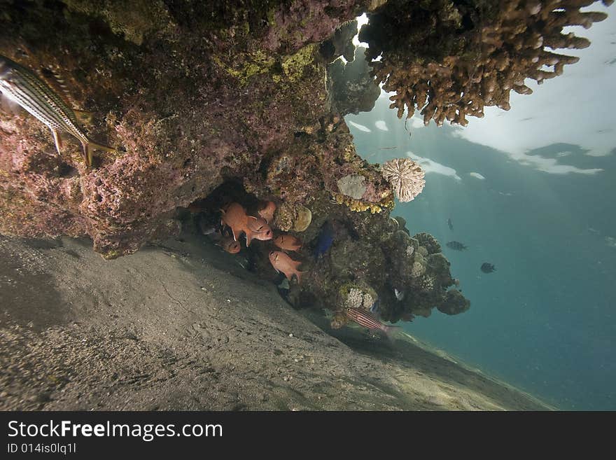 Coral and fish taken in the Red Sea.