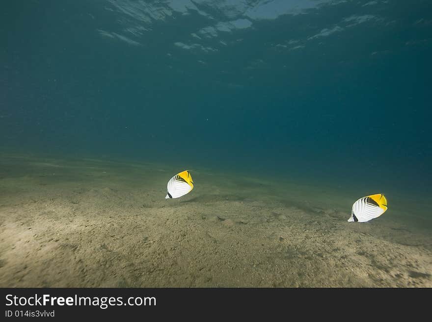 Threadfin butterflyfish (chaetodon auriga) taken in the Red Sea.