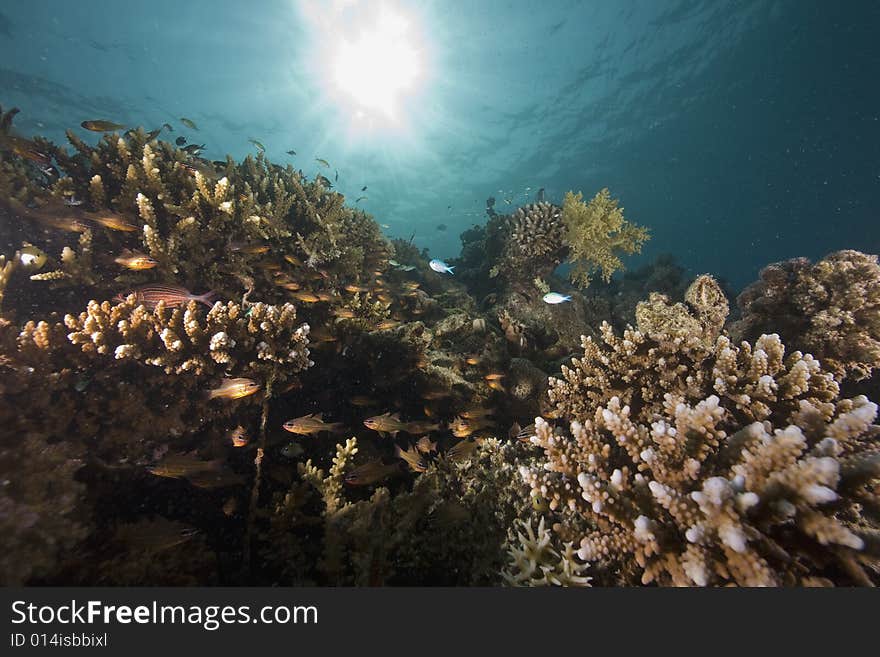 Coral and fish taken in the Red Sea.