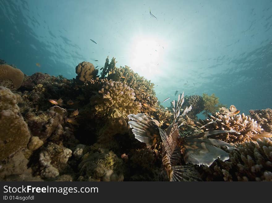 Coral and fish taken in the Red Sea.