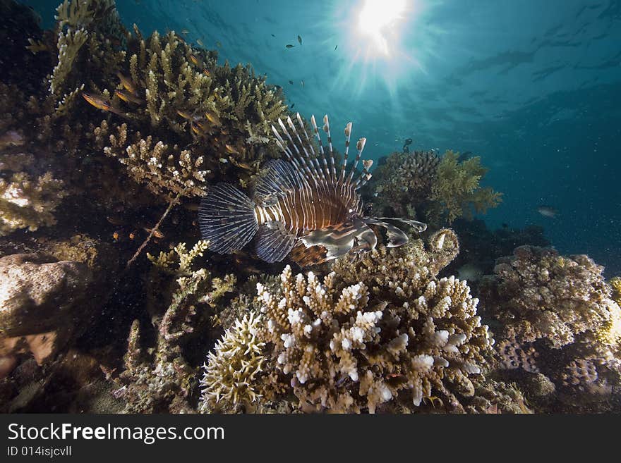 Coral and fish taken in the Red Sea.