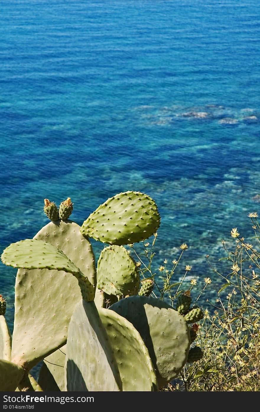 Indian fig plant overlooking Mediterranean sea. Copy space and shallow depth of field. Indian fig plant overlooking Mediterranean sea. Copy space and shallow depth of field.