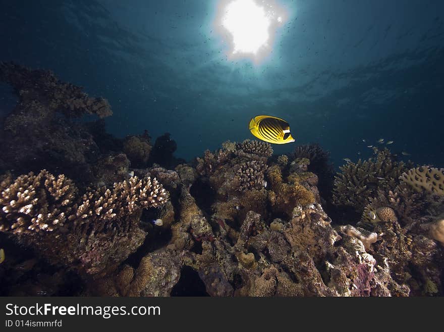 Coral and fish taken in the Red Sea.