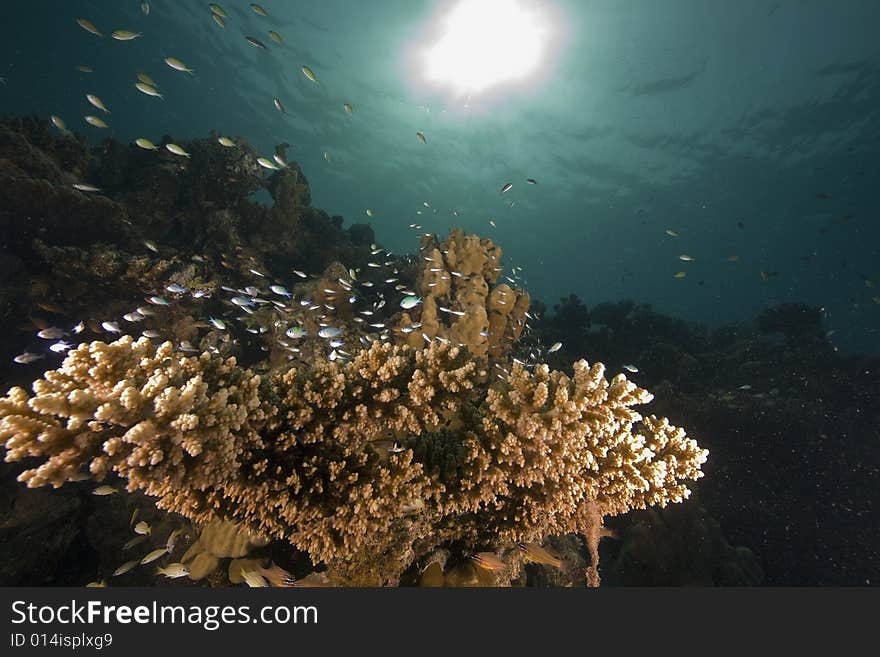 Coral and fish taken in the Red Sea.