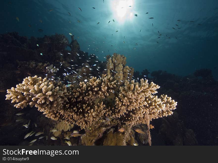 Coral and fish taken in the Red Sea.