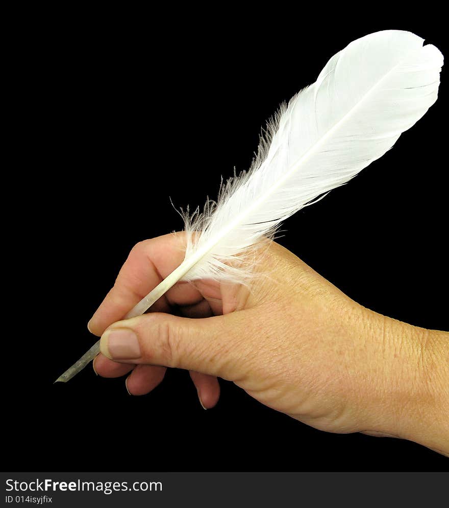 Swan feather traditional writing instrument in hand