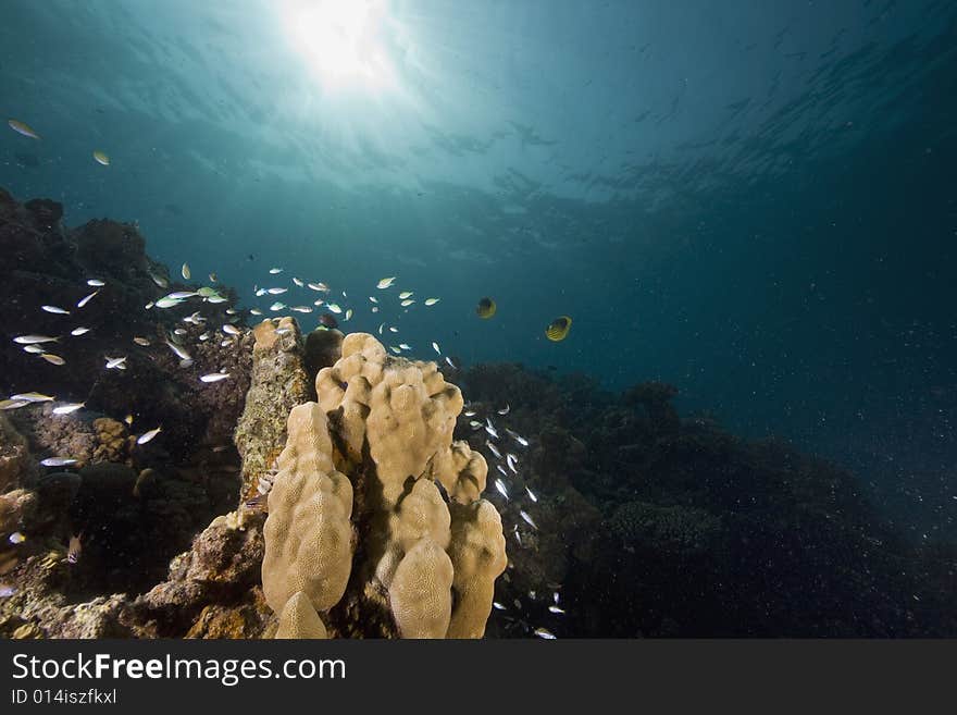 Coral and fish taken in the Red Sea.