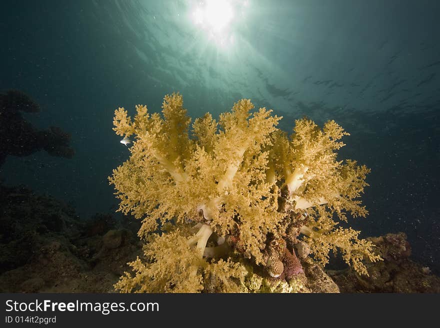 Coral and fish taken in the Red Sea.