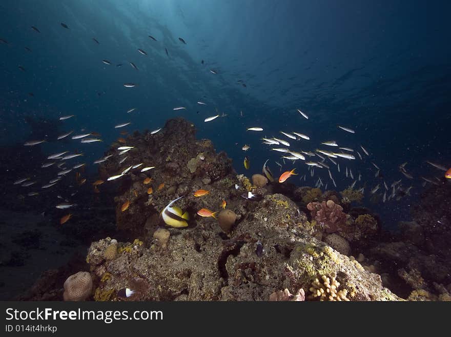 Coral and fish taken in the Red Sea.