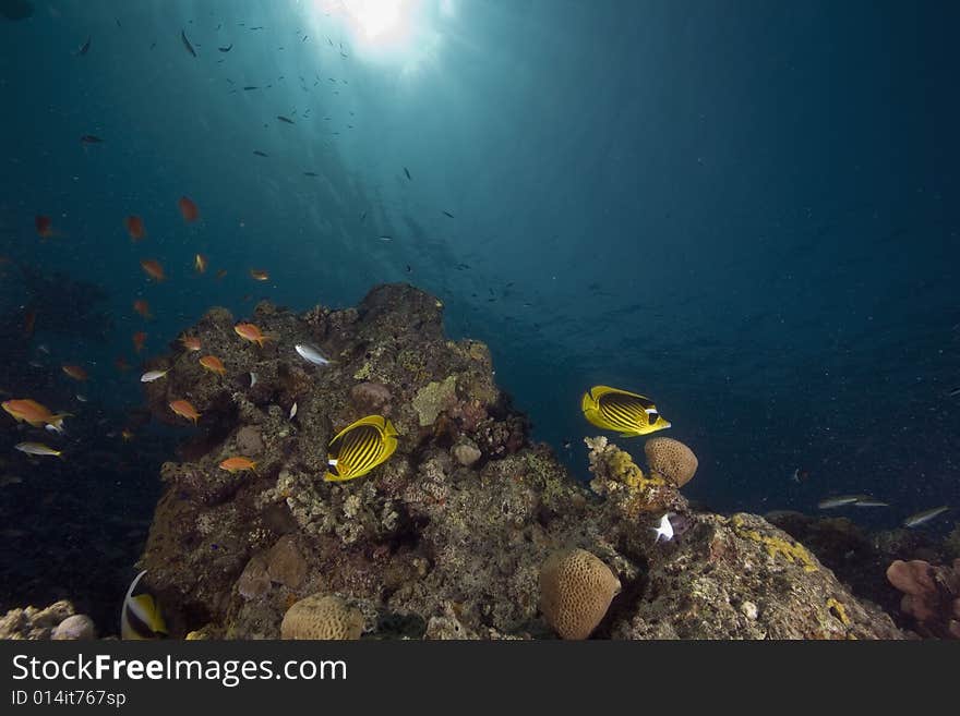 Coral and fish taken in the Red Sea.