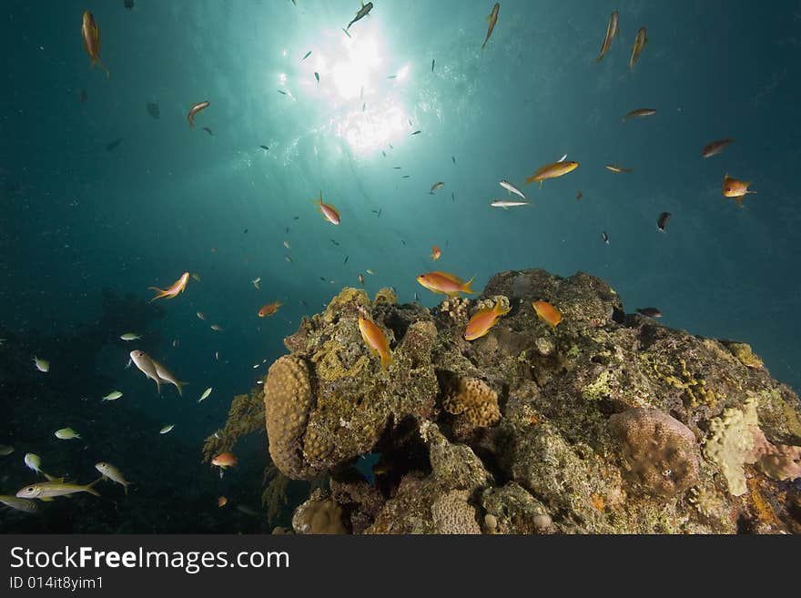 Coral and fish taken in the Red Sea.