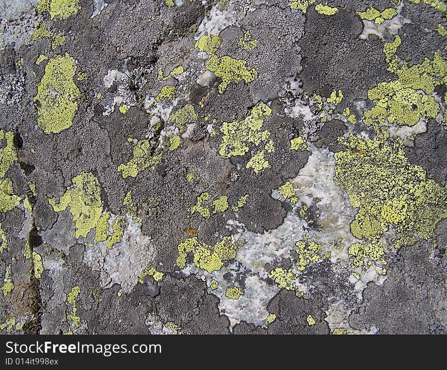 Moss or musk background texture