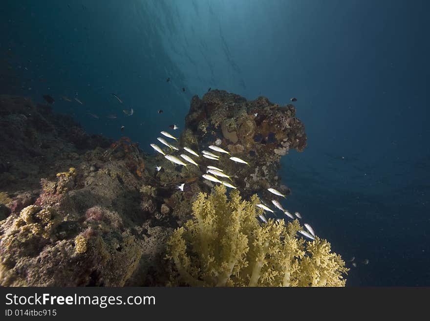 Coral and fish taken in the Red Sea.