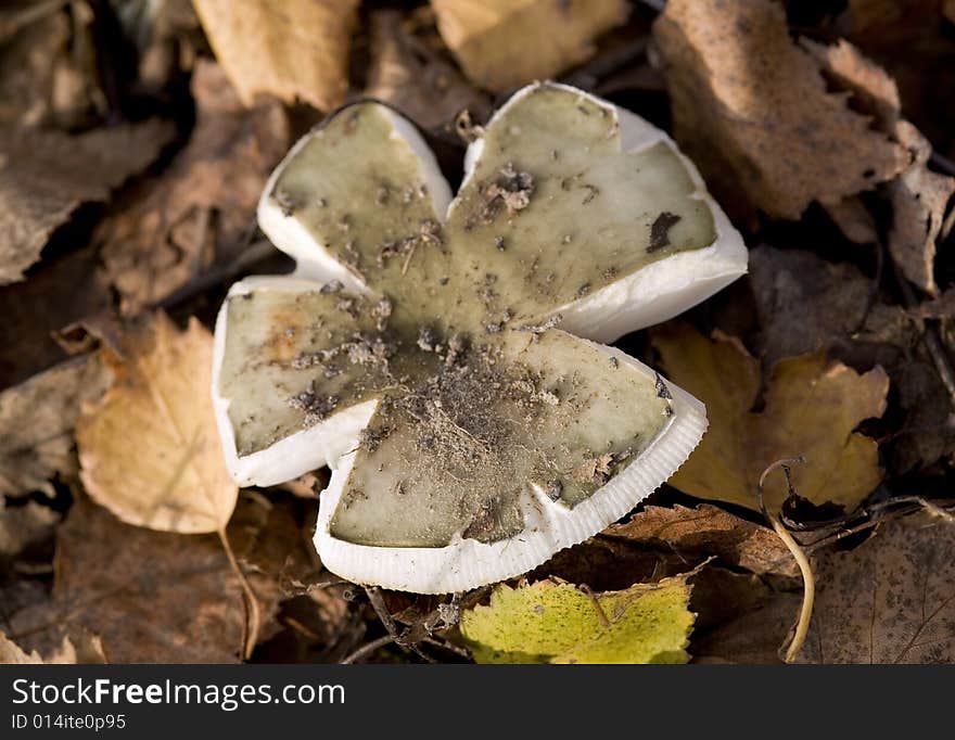 Edible mushroom with an unusual form of cap (Russula cyanoxantha). Edible mushroom with an unusual form of cap (Russula cyanoxantha).