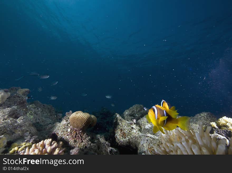 Red sea anemonefish (Amphipiron bicinctus)